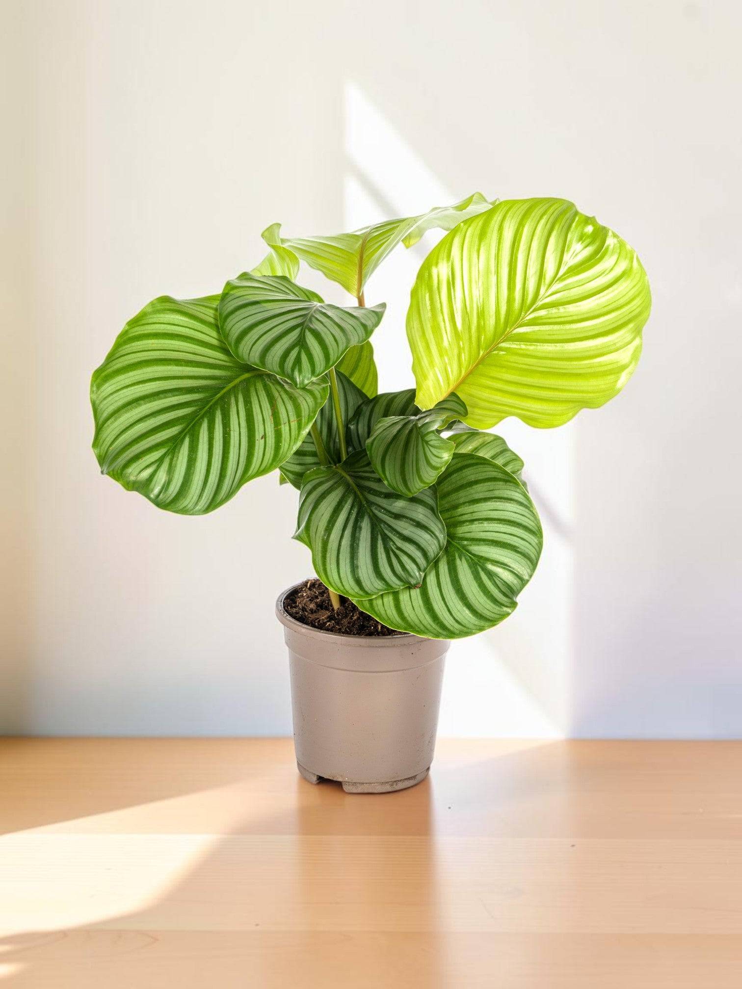 Calathea Orbifolia Ø17 Cm - D17 H40cm - Image 1