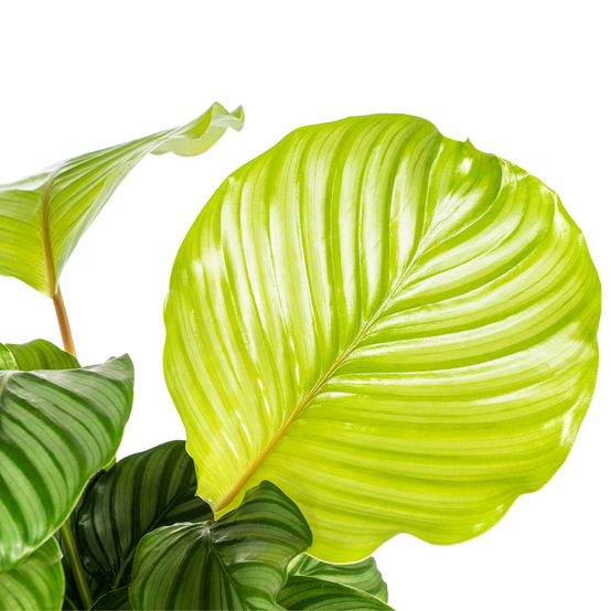 Calathea Orbifolia Ø17 Cm - D17 H40cm - Image 2
