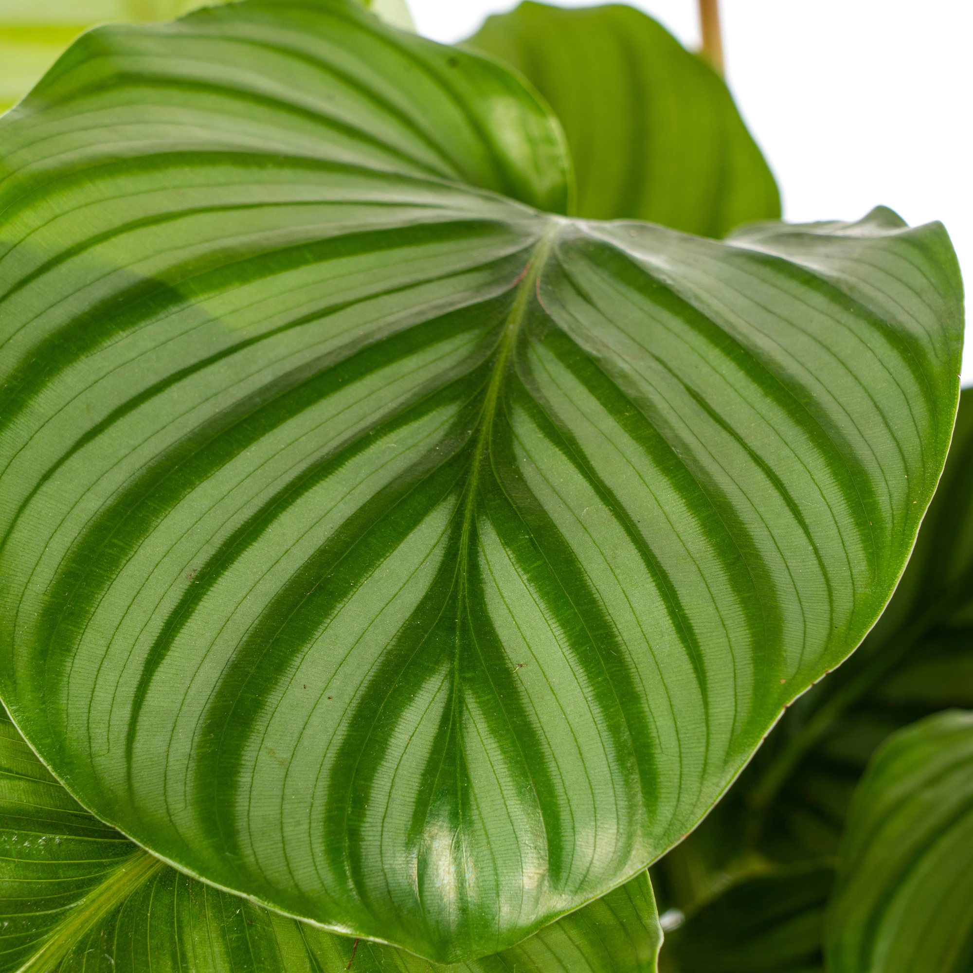 Calathea Orbifolia Ø17 Cm - D17 H40cm - Image 3