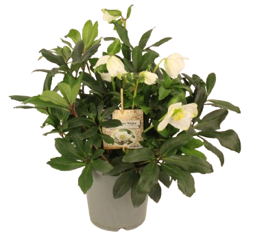 Fleuron D'Anjou - Hellebore Niger pot 17 cm - Image 1