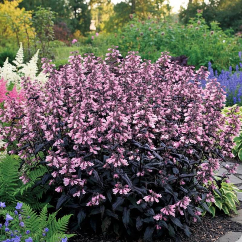 Penstemon Dakota Burgundy® à fleurs Rose/ - feuillage Caduc - Godet - 5/20 cm
