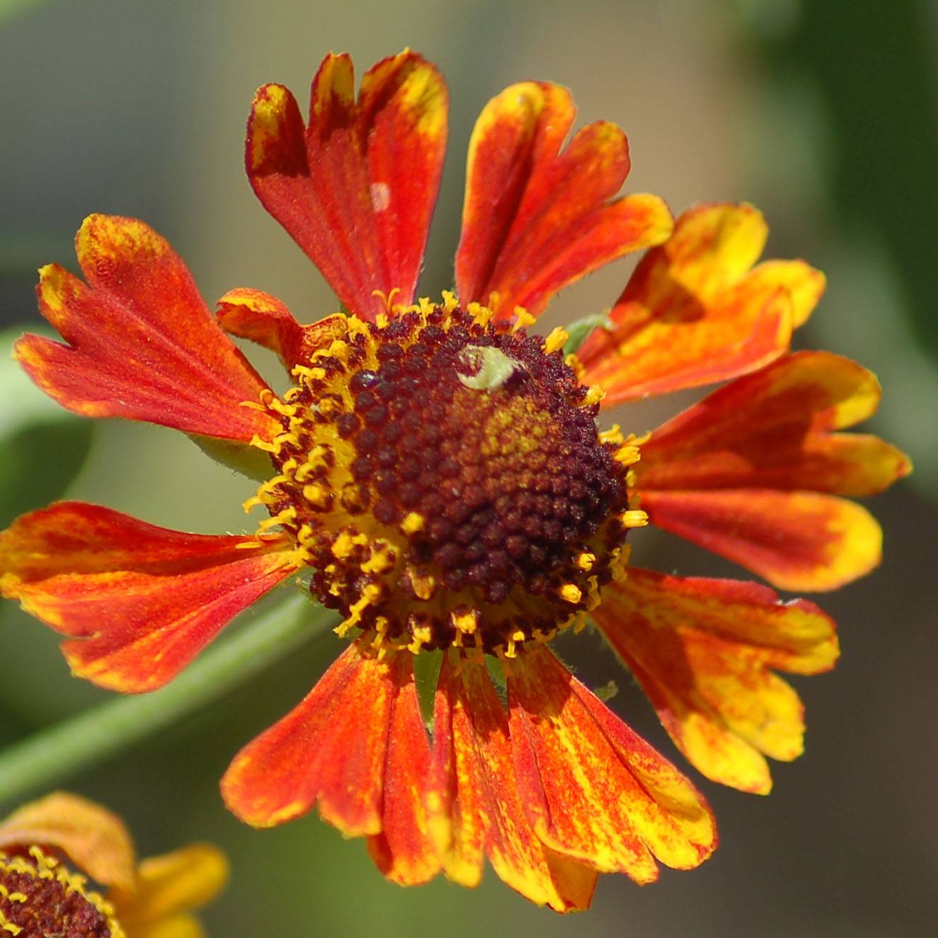 Promesse de Fleurs - Hélénium Mardi Gras - Hélénie orange et vermillon Godet de 8/9 cm