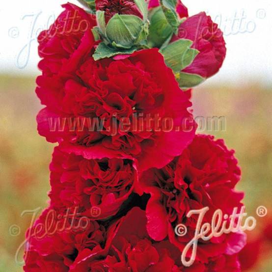 Rose trémière Chater's Double Rouge à fleurs Rouge - feuillage Caduc - Godet - 5/20 cm- hauteur à maturité De 1,00 m à 1,50 m - Image 1