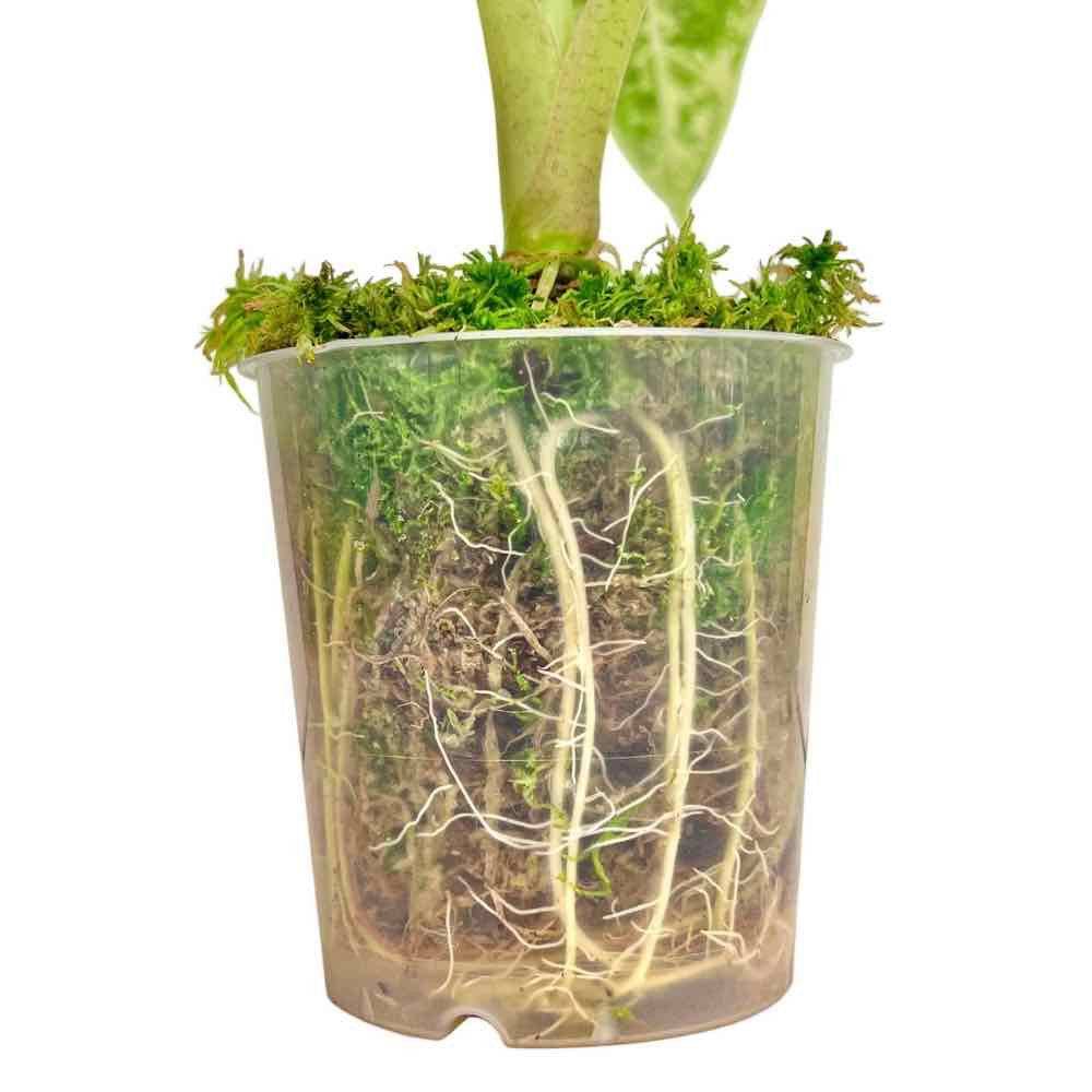 Pack Plant addict Sphaigne Vivante - Sphaigne pour plante - Mousse de sphaigne - 3 sachets - Image 4