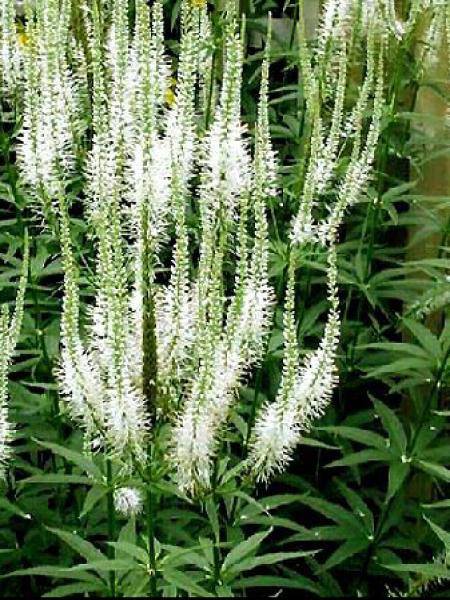 Veronicastrum virginicum var. album - Véronique de Virginie blanche Godet de 8/9 cm