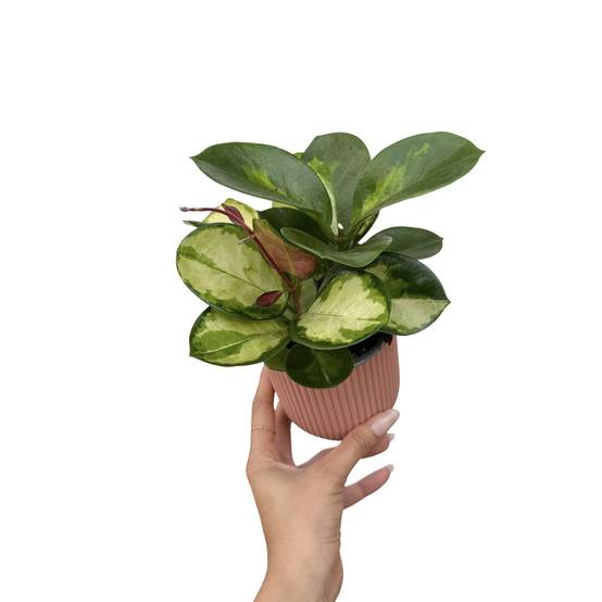 Hoya Australis Lisa - Pot de 9cm - Plantes d'intérieur - Image 1