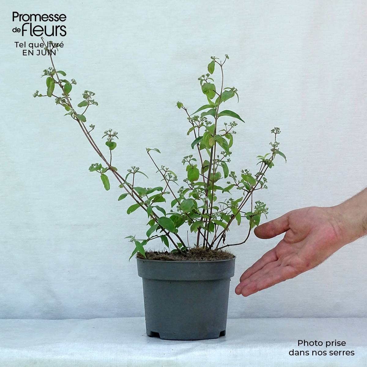 Promesse de Fleurs - Deutzia setchuenensis Corymbiflora Pot de 2L/3L - Image 2