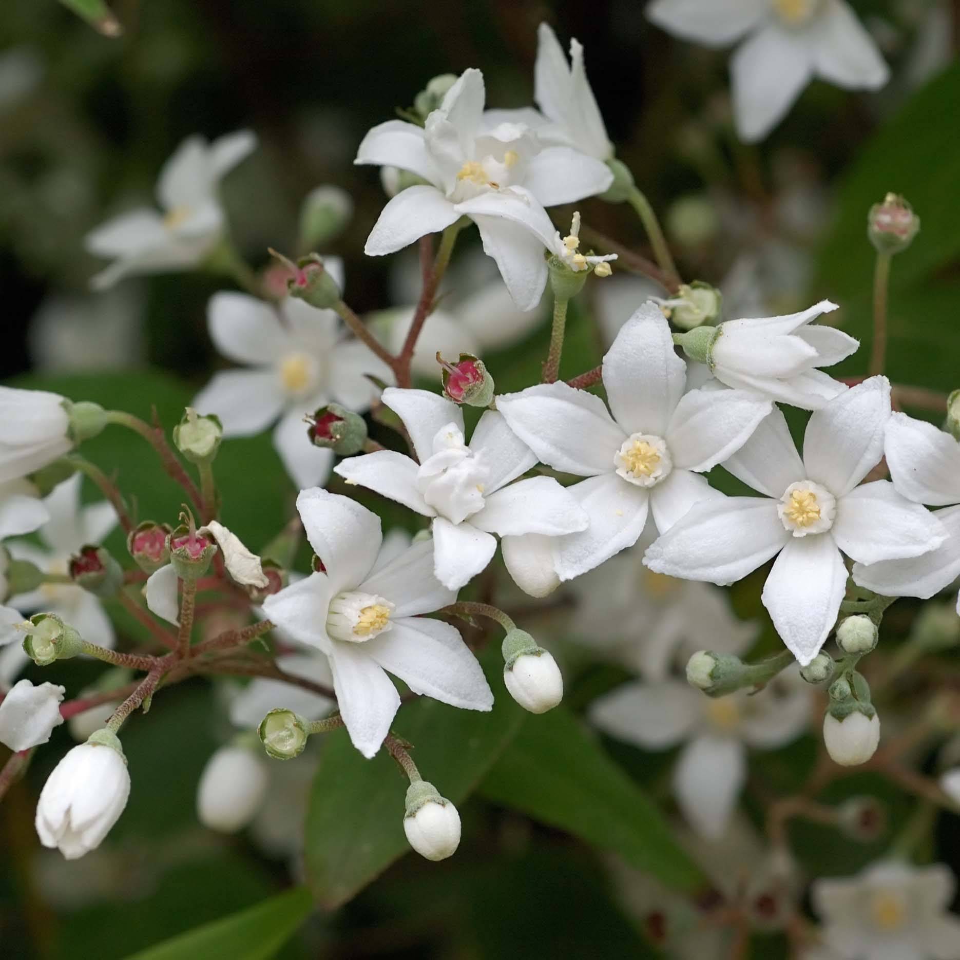 Promesse de Fleurs - Deutzia setchuenensis Corymbiflora Pot de 2L/3L - Image 1
