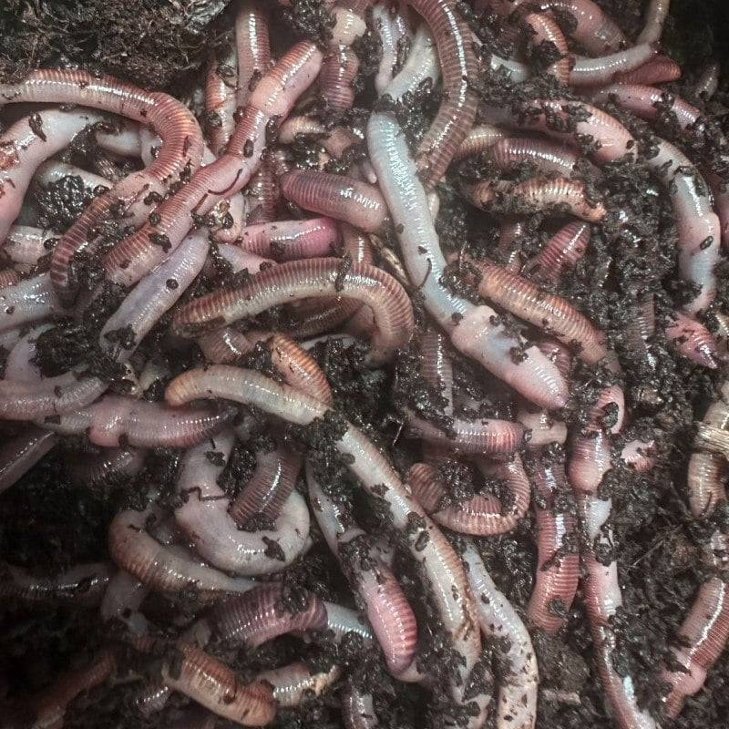 Ferme Du Moutta - Vers Dendros vivants pour la pêche, 100 g soit environ 60 vers de 6 à 10 cm - Image 2