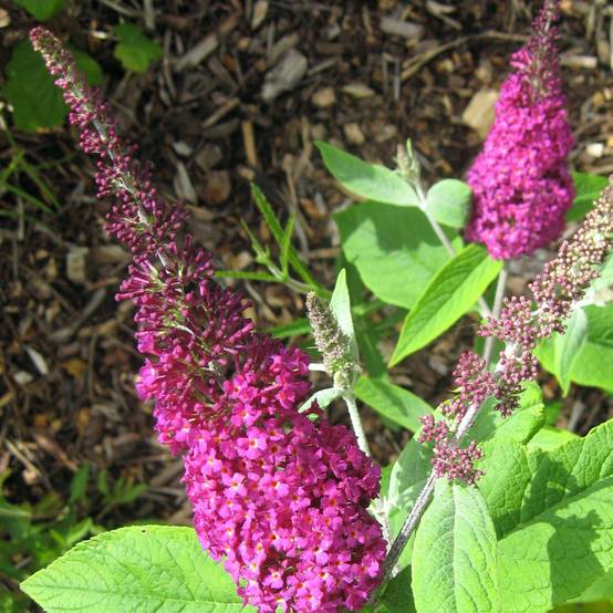 Buddleia Miss Ruby - Buddleia nain Pot de 3L/4L - Image 1