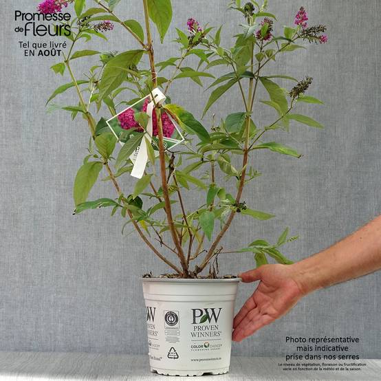 Buddleia Miss Ruby - Buddleia nain Pot de 3L/4L - Image 2