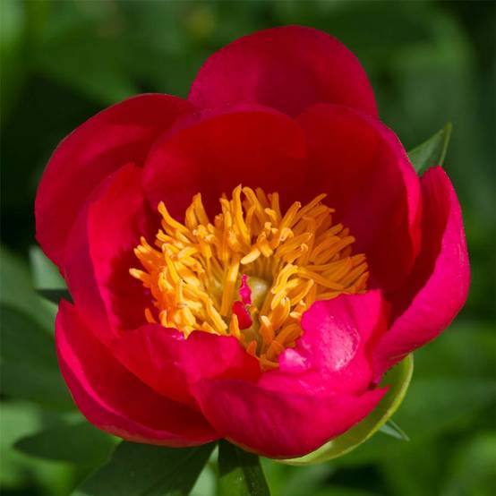 Promesse de Fleurs - Pivoine Flame Pot de 3L/4L