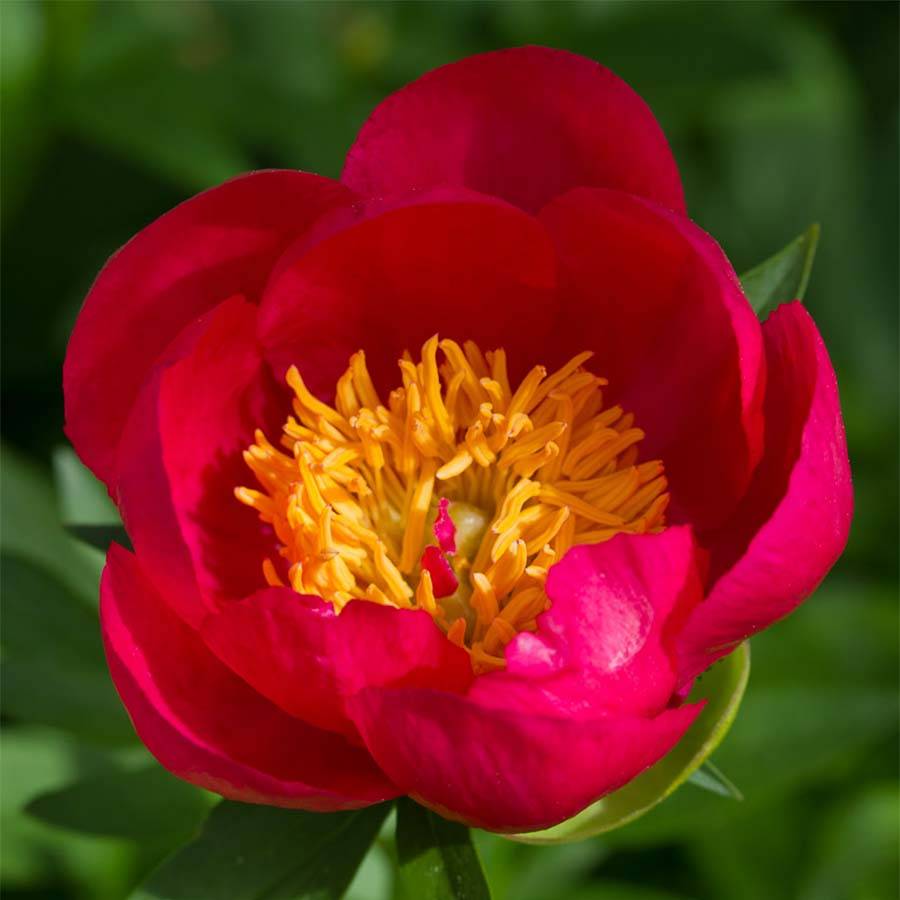 Promesse de Fleurs - Pivoine Flame Pot de 3L/4L