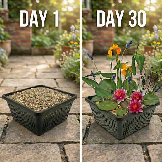 0 - Mini Plantes Bassin Set Rose - 4 Plantes Panier Substrat Engrais - Image 3