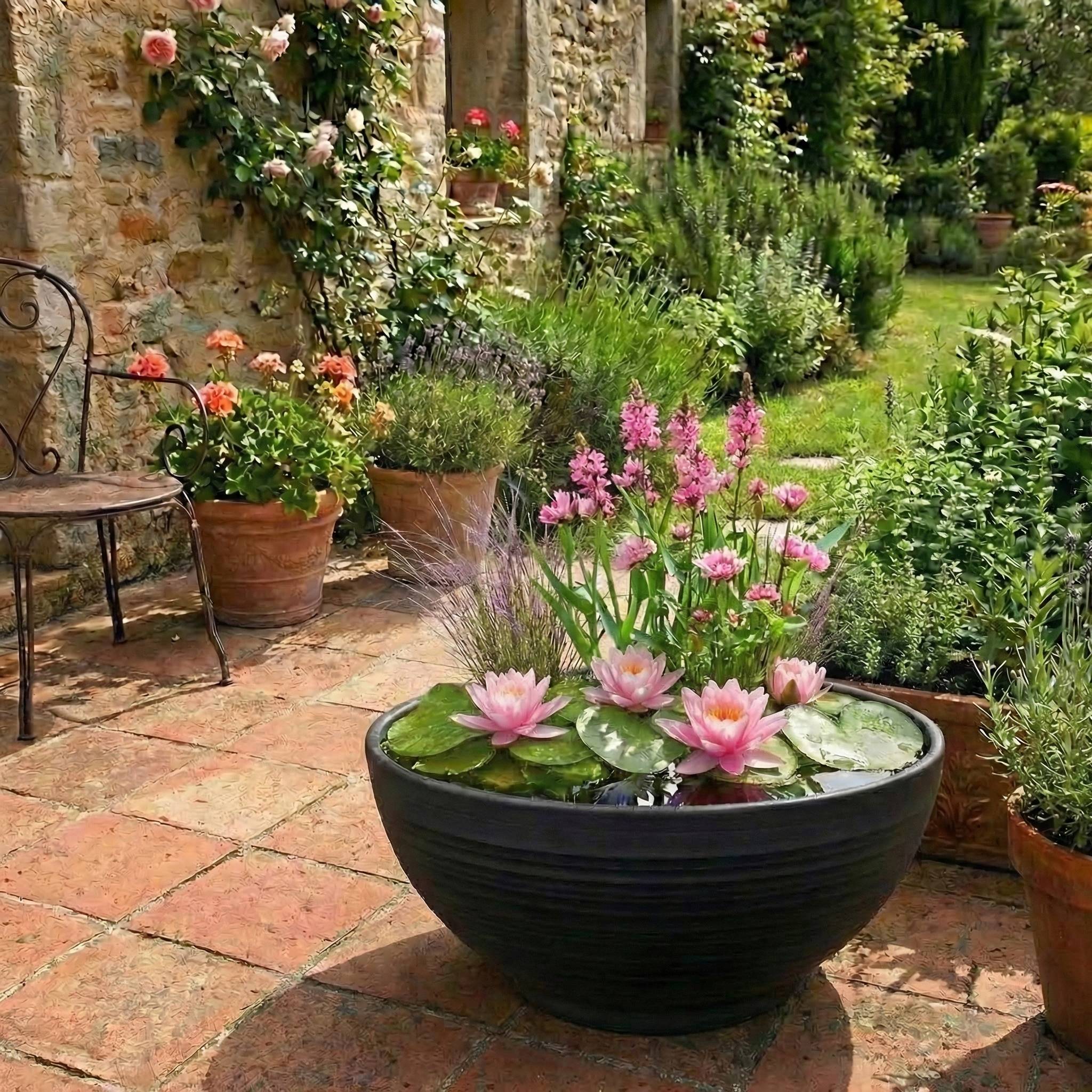 0 - Mini Plantes Bassin Set Rose - 4 Plantes Panier Substrat Engrais - Image 2