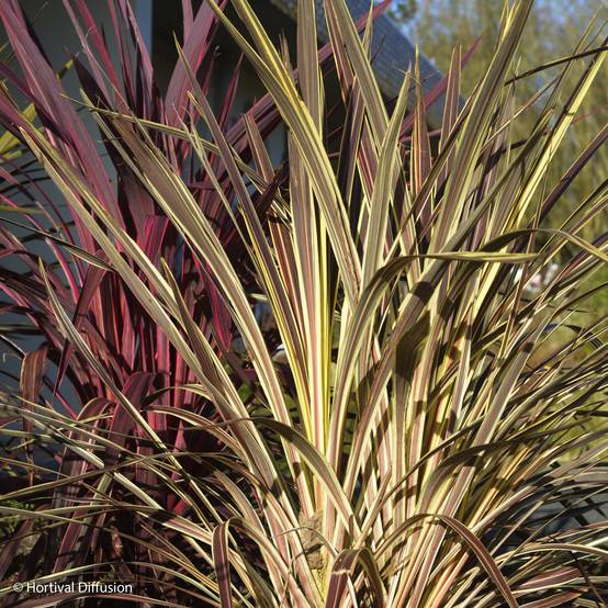 Promesse de Fleurs - Cordyline banksii Electric Flash - Cordyline Pot de 3L/4L - Image 1