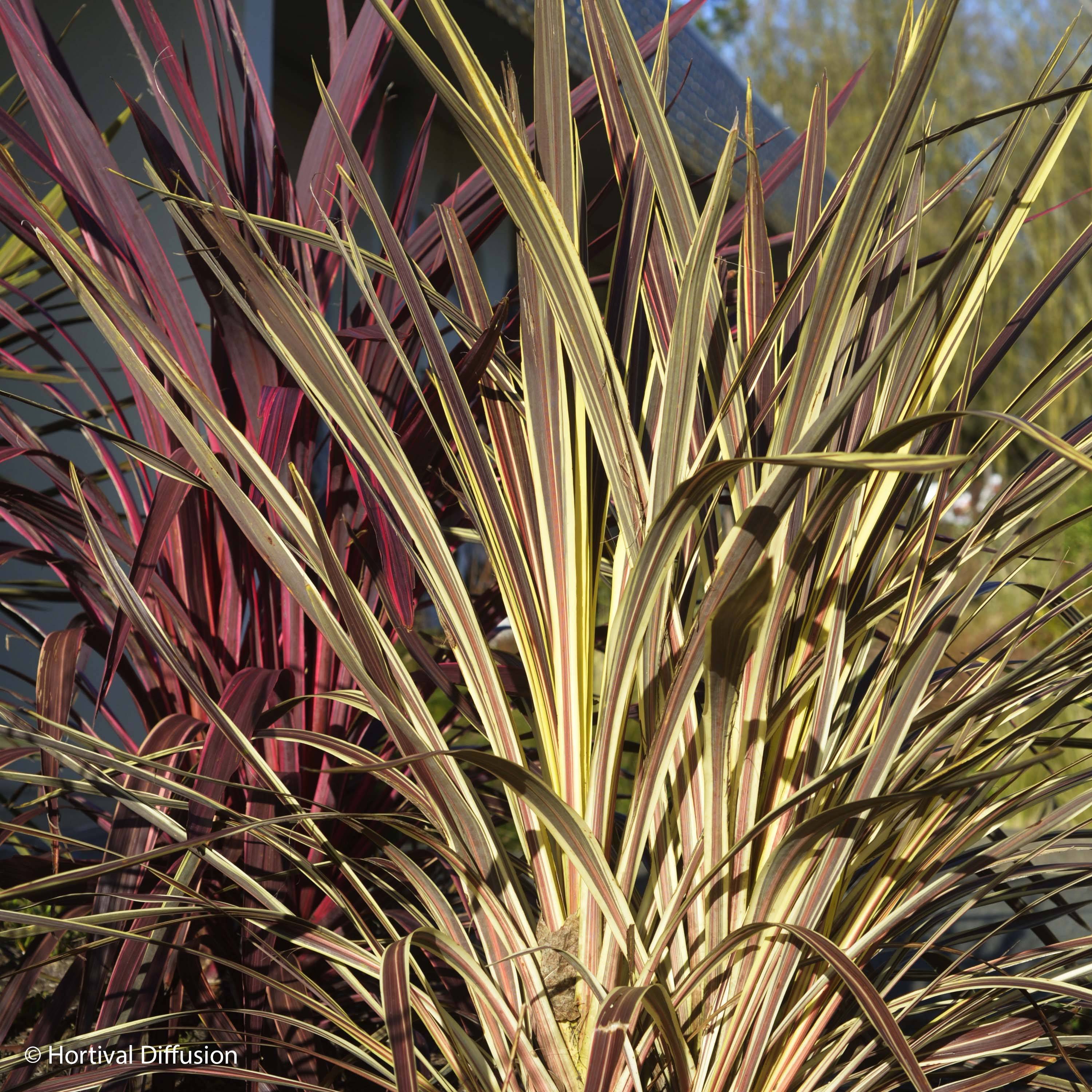 Promesse de Fleurs - Cordyline banksii Electric Flash - Cordyline Pot de 3L/4L - Image 1