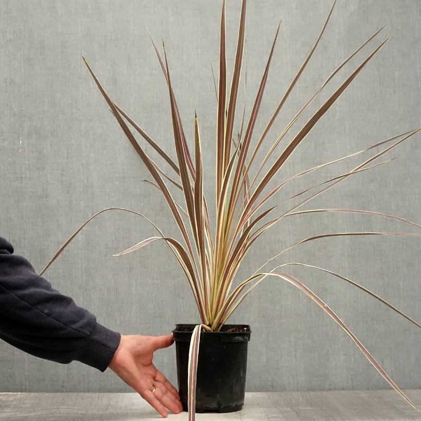 Promesse de Fleurs - Cordyline banksii Electric Flash - Cordyline Pot de 3L/4L - Image 2
