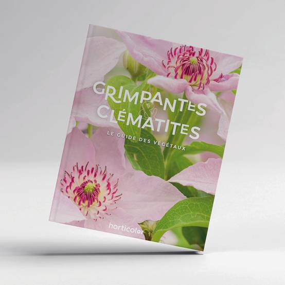 Promesse de Fleurs - Grimpantes & Clématites