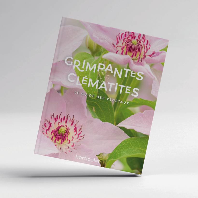 Promesse de Fleurs - Grimpantes & Clématites