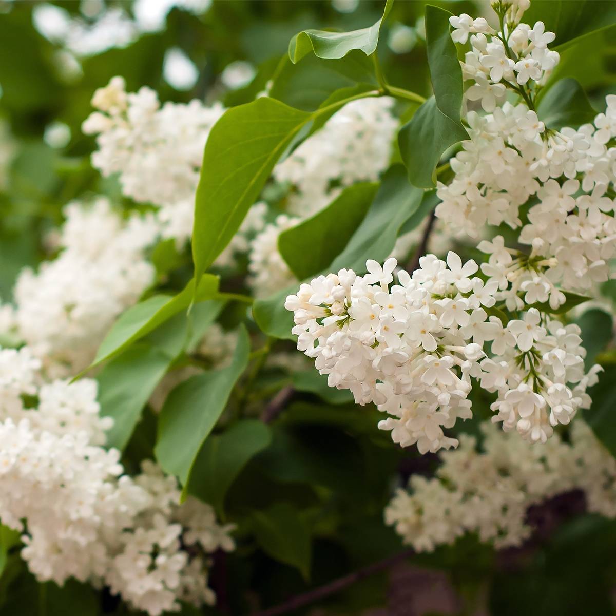 Promesse de Fleurs - Lilas commun - Syringa vulgaris Comtesse D'harcourt Pot de 4L/5L