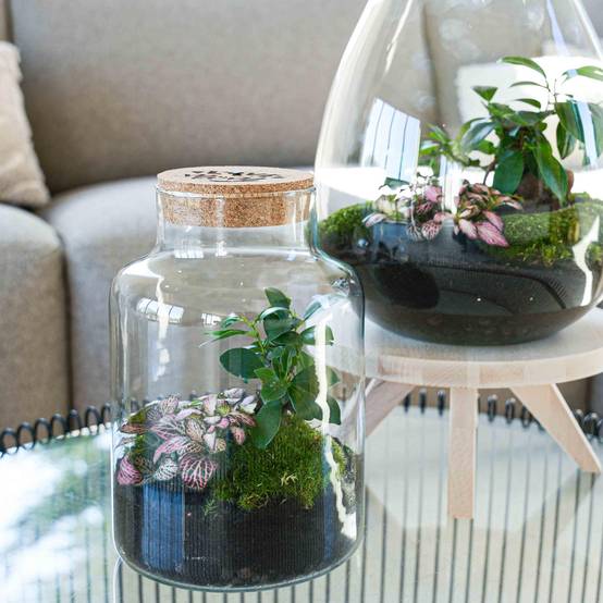Terrarium à composer bouteille en verre recyclé - Ø17-H25cm - sans outils - bouchon LED - Terrarium DIY - Image 5