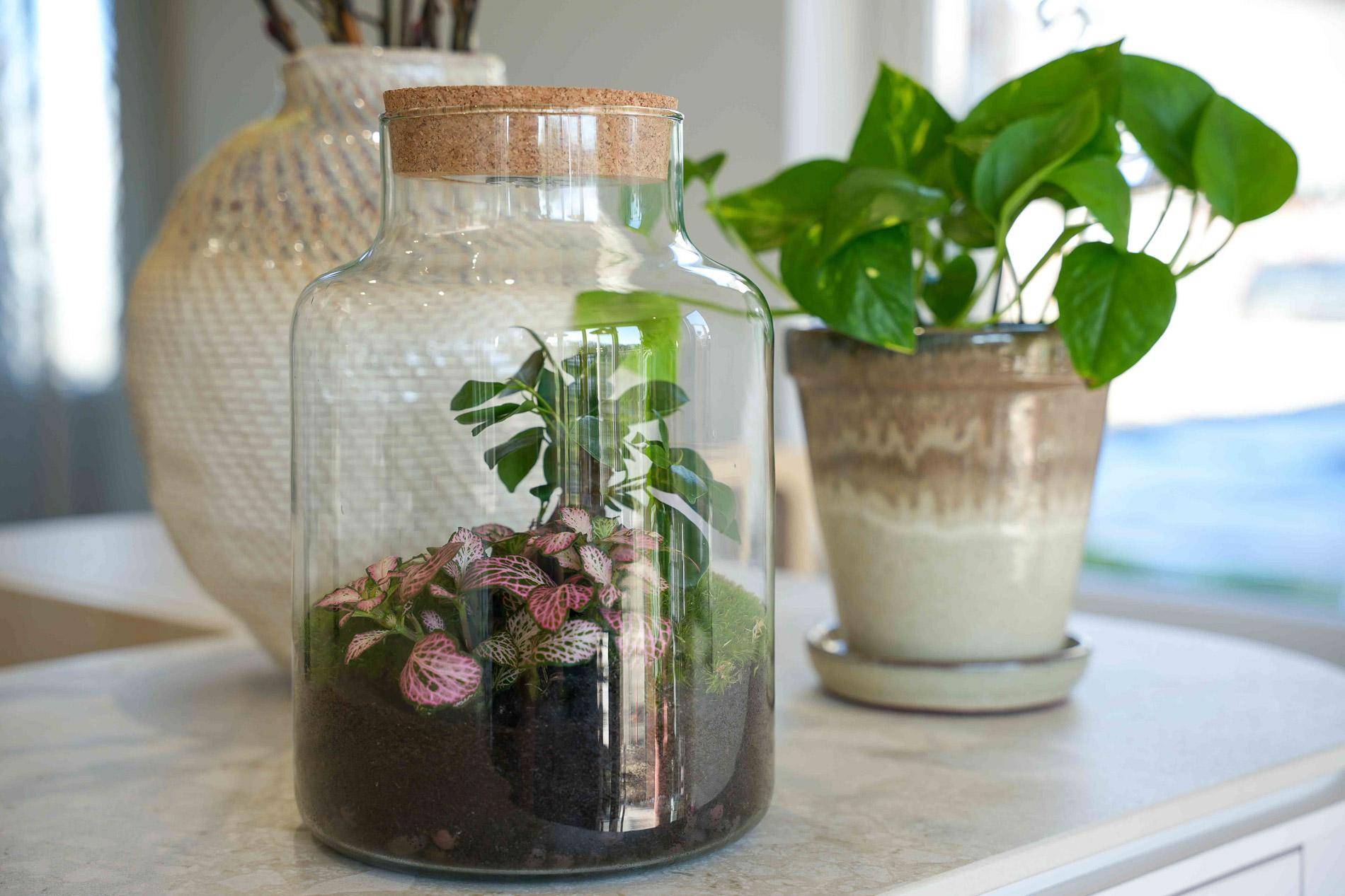 Terrarium à composer bouteille en verre recyclé - Ø17-H25cm - sans outils - bouchon LED - Terrarium DIY - Image 6