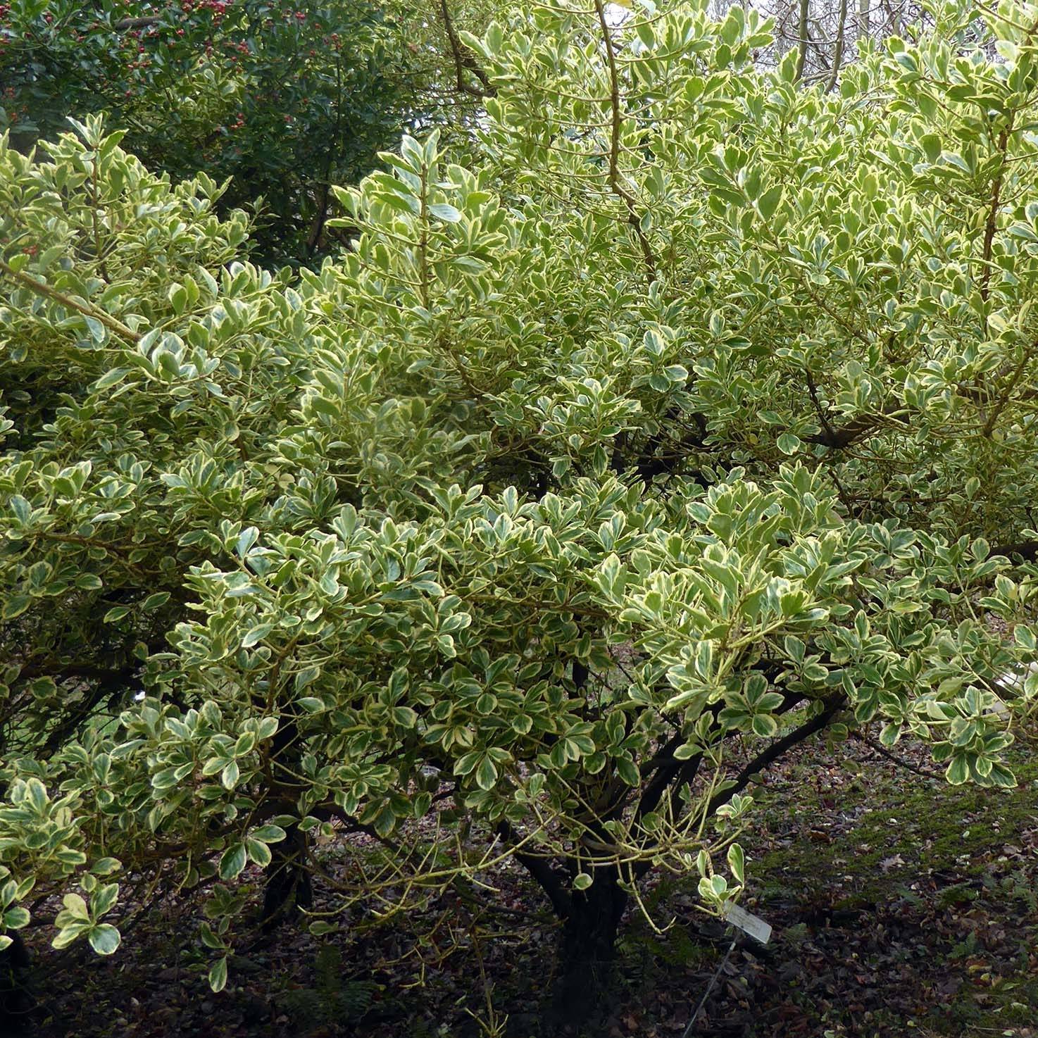 Fusain du Japon - Euonymus japonicus Duc d'Anjou Pot de 3L/4L - Image 1