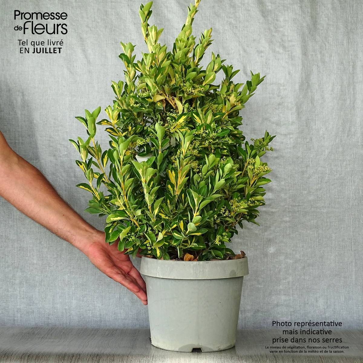 Fusain du Japon - Euonymus japonicus Duc d'Anjou Pot de 3L/4L - Image 2