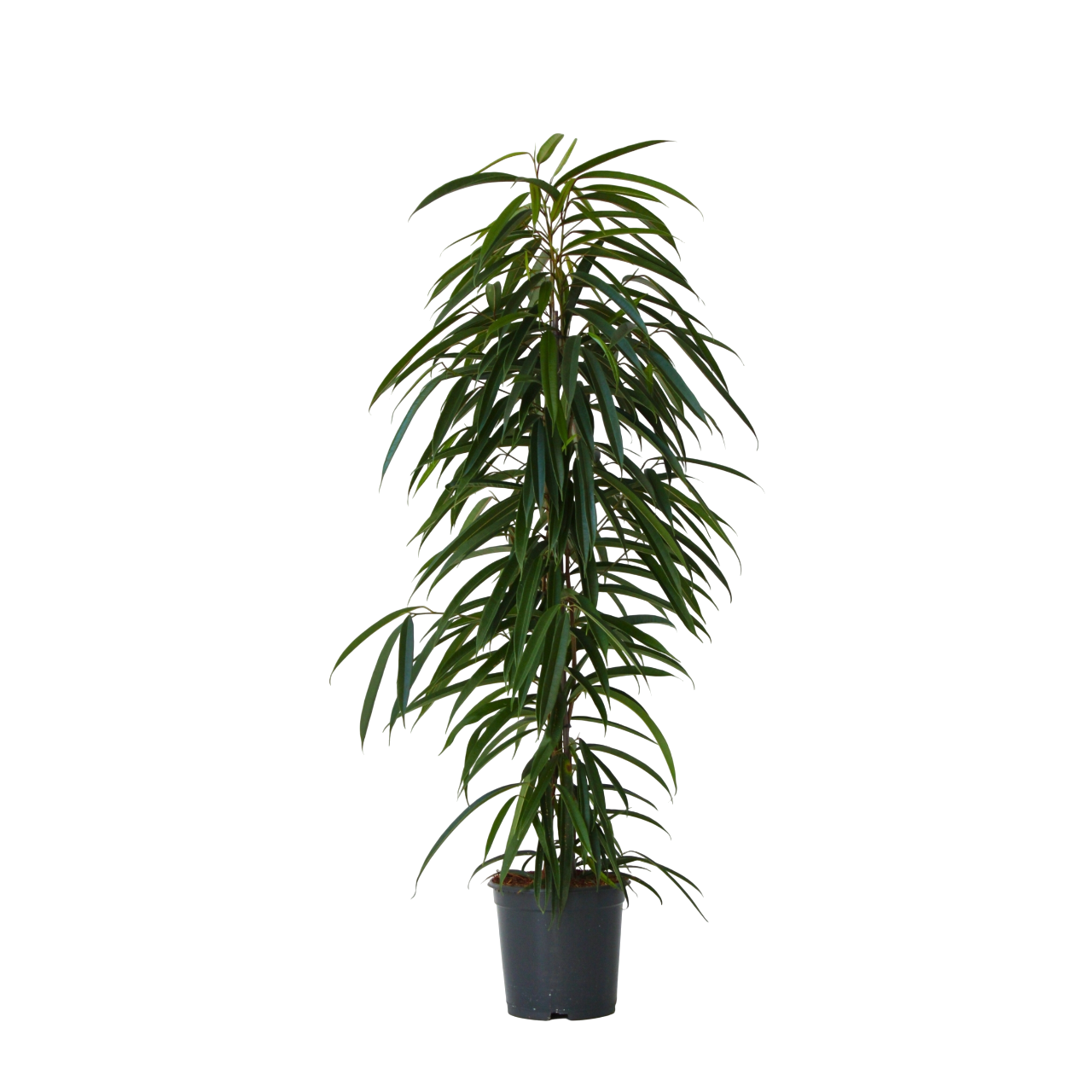 Plant In A Box - Ficus pleureur - Ficus binnendijkii - Hauteur 100-110cm - ⌀21cm - Image 1