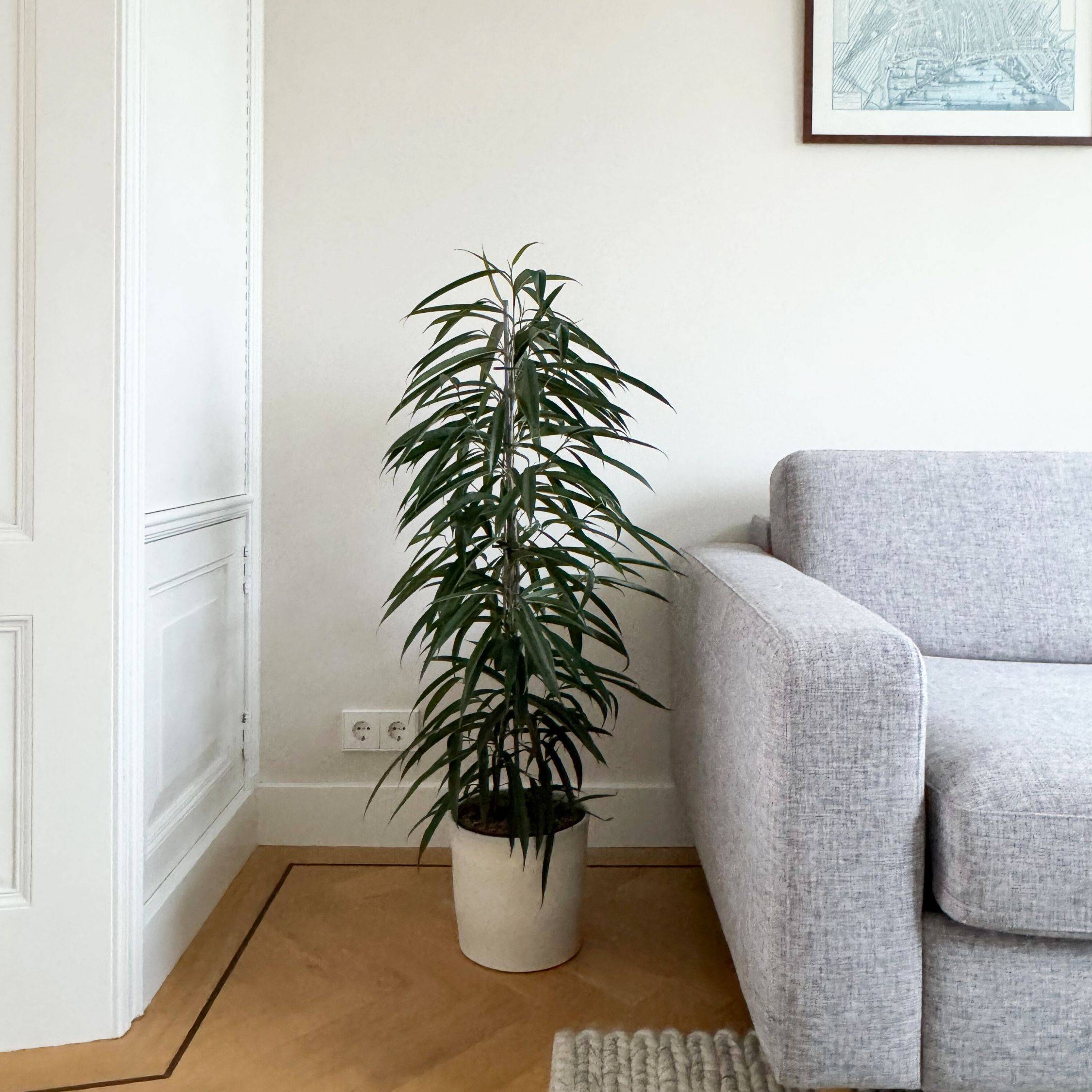 Plant In A Box - Ficus pleureur - Ficus binnendijkii - Hauteur 100-110cm - ⌀21cm - Image 3