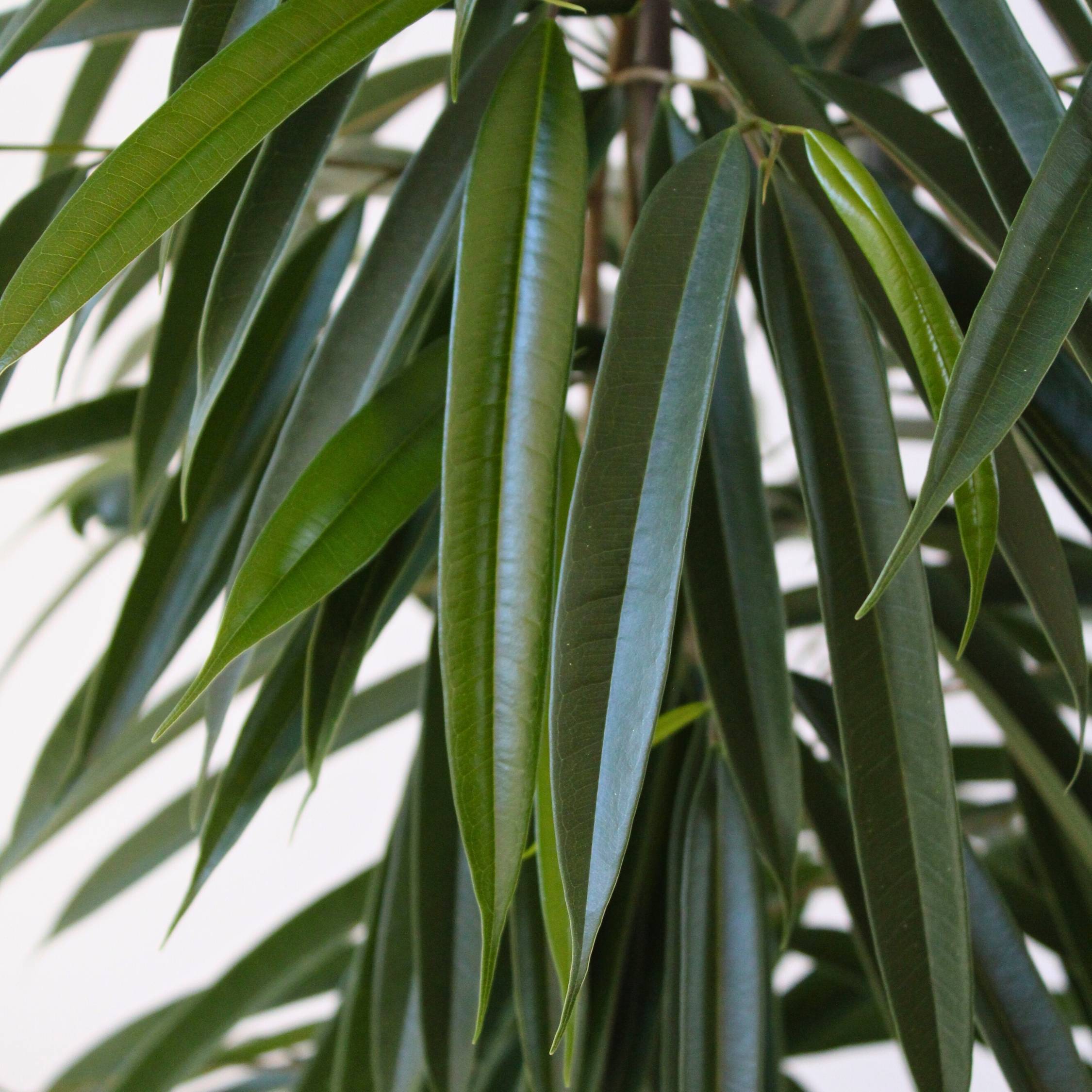 Plant In A Box - Ficus pleureur - Ficus binnendijkii - Hauteur 100-110cm - ⌀21cm - Image 4
