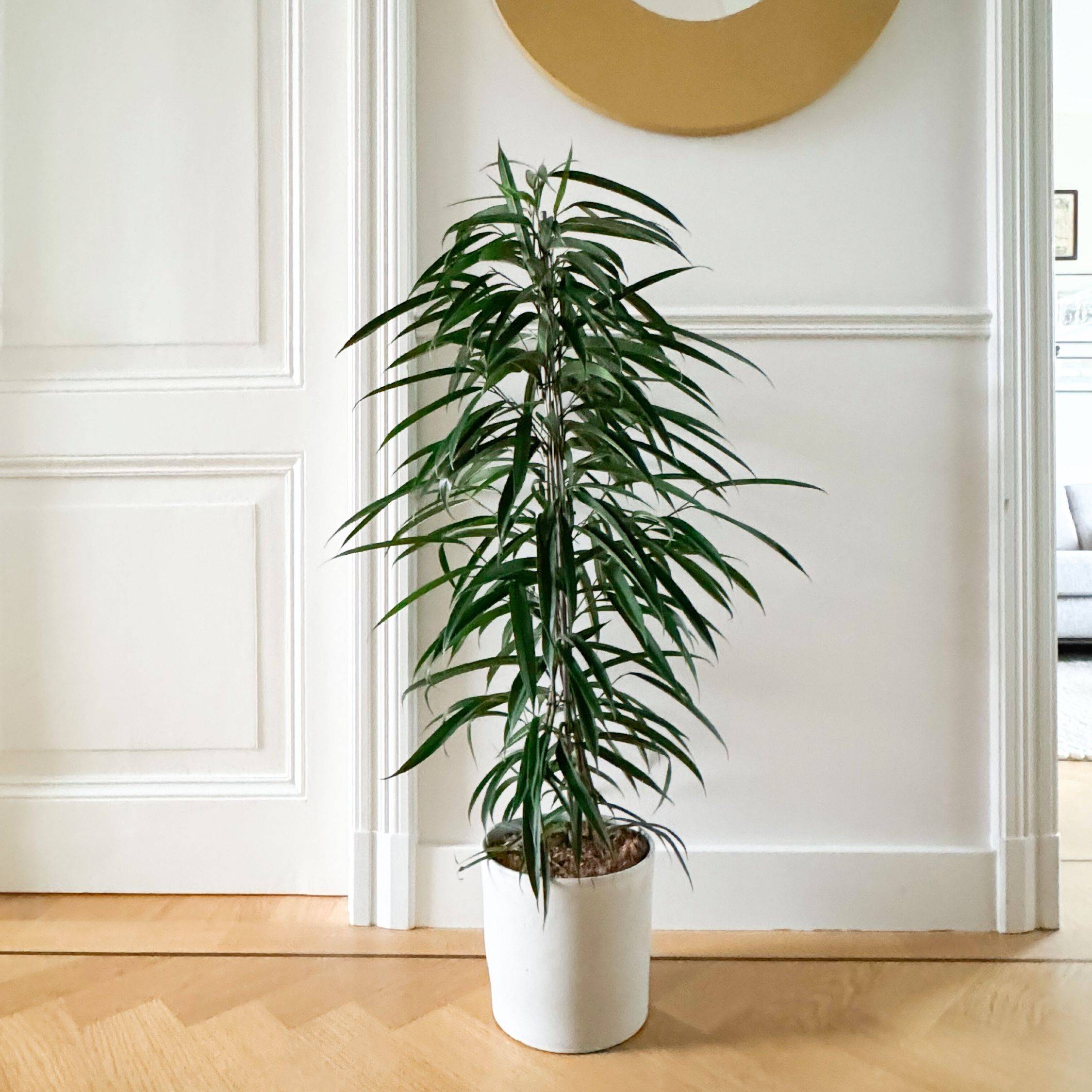 Plant In A Box - Ficus pleureur - Ficus binnendijkii - Hauteur 100-110cm - ⌀21cm - Image 2