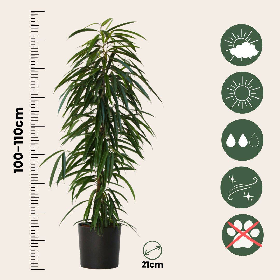 Plant In A Box - Ficus pleureur - Ficus binnendijkii - Hauteur 100-110cm - ⌀21cm - Image 5
