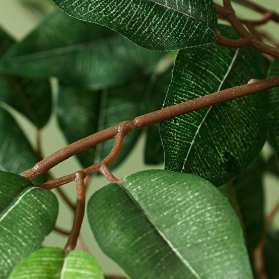 12 Plantes Vertes d'Intérieur pour Débutants : cultivez Facilement 12 Plantes Vertes d'Intérieur pour Débutants : cultivez Facilement