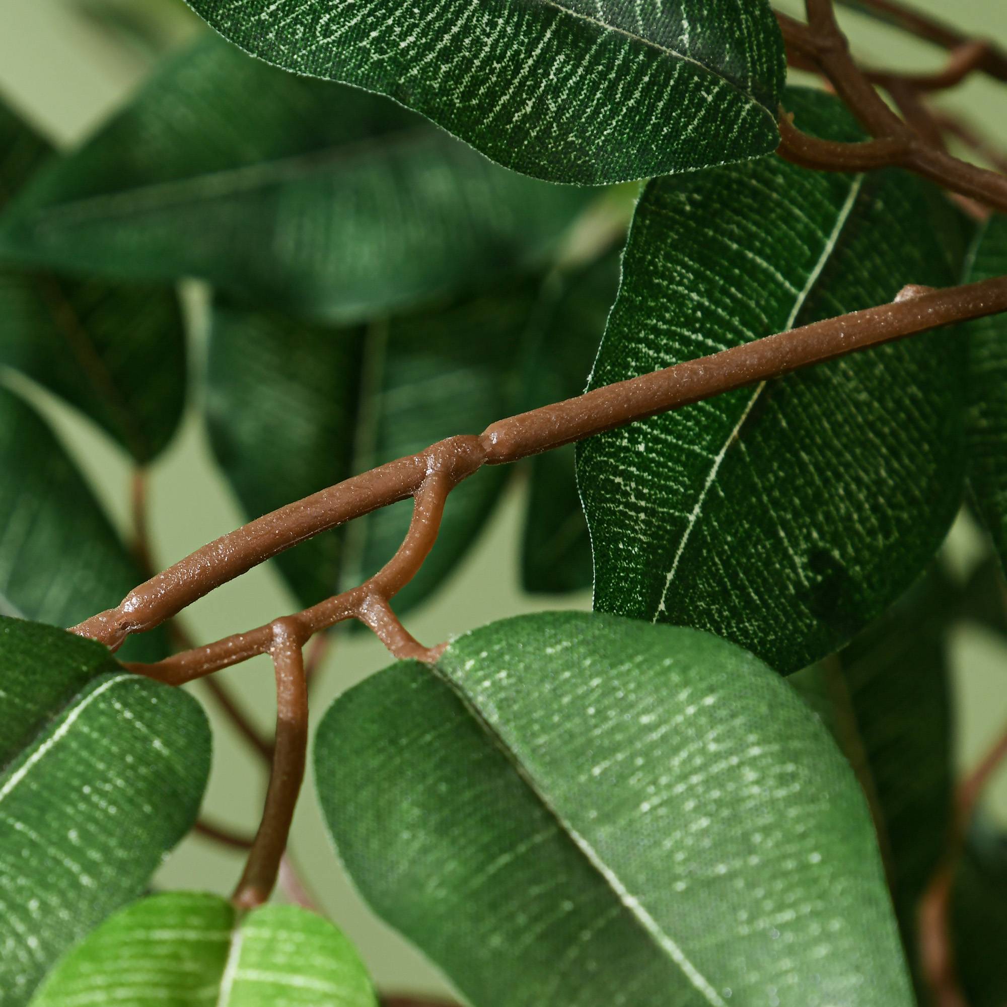 12 Plantes Vertes d'Intérieur pour Débutants : cultivez Facilement