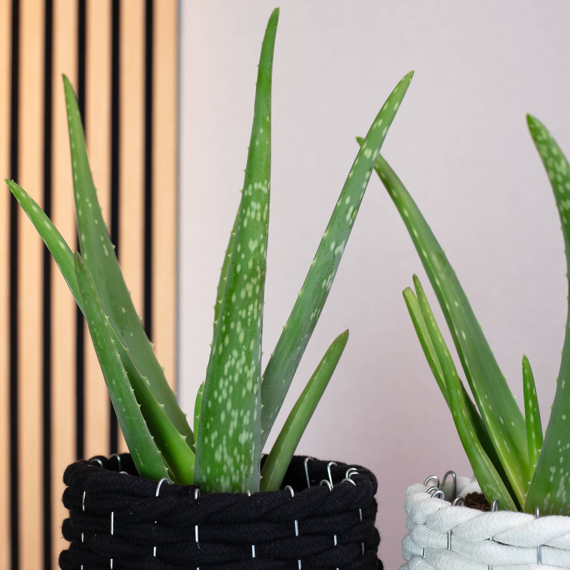 Lot de 2 Aloe vera - plante d'intérieur facile d'entretien - hauteur env. 35 cm, pot-Ø 12 cm - Image 3