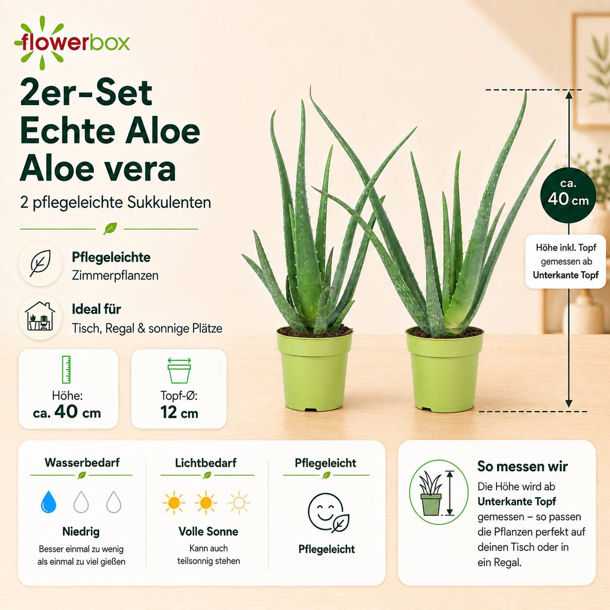 Lot de 2 Aloe vera - plante d'intérieur facile d'entretien - hauteur env. 35 cm, pot-Ø 12 cm - Image 4