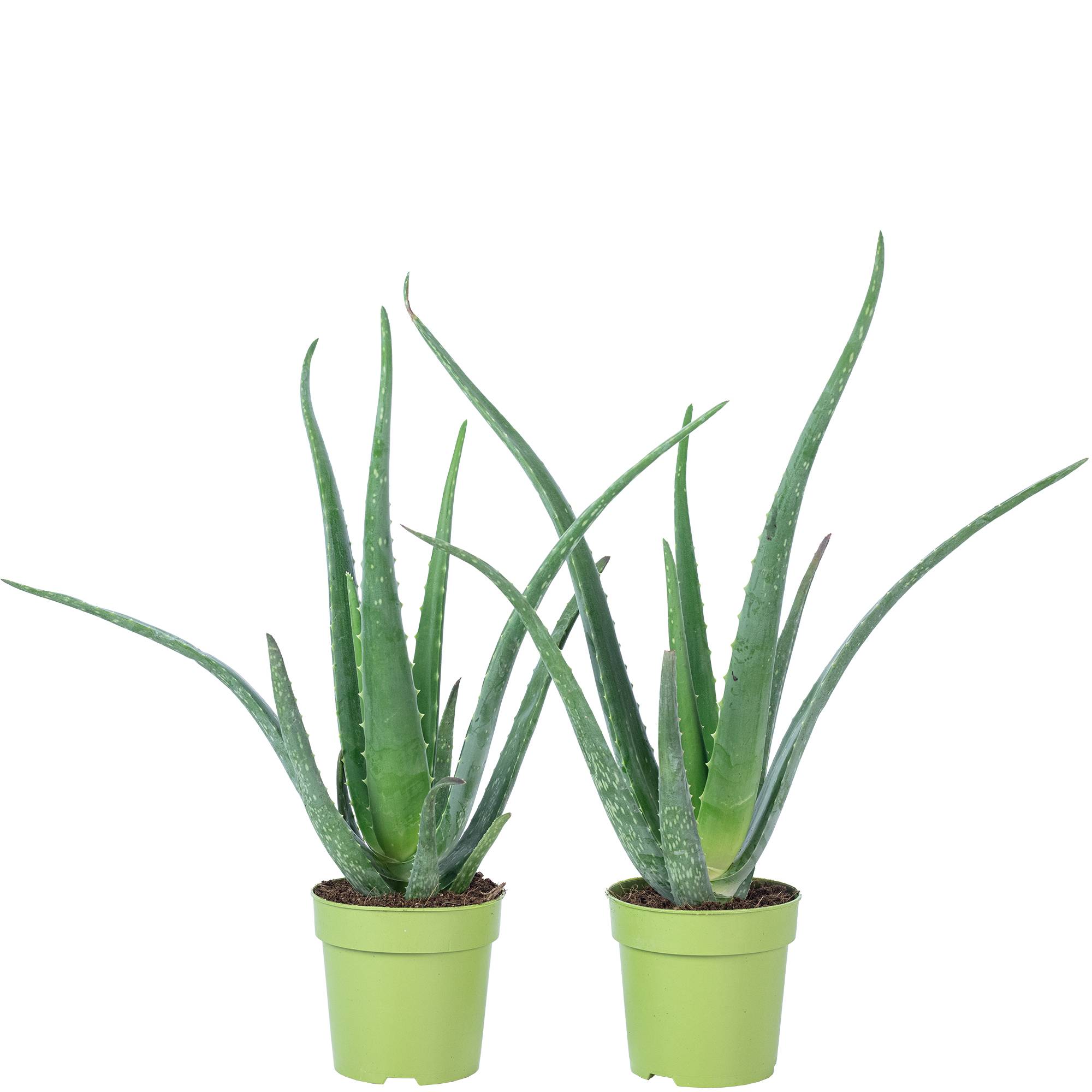Lot de 2 Aloe vera - plante d'intérieur facile d'entretien - hauteur env. 35 cm, pot-Ø 12 cm - Image 1