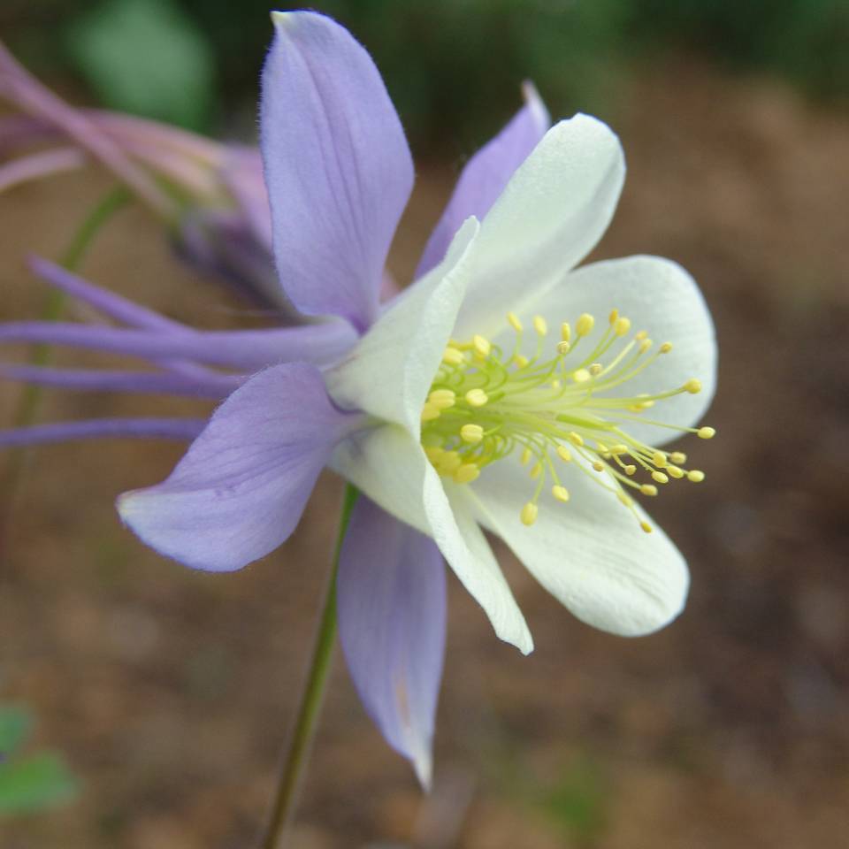 Promesse de Fleurs - Ancolie Blue Star - Aquilegia (x) hybrida Godet de 7/8 cm