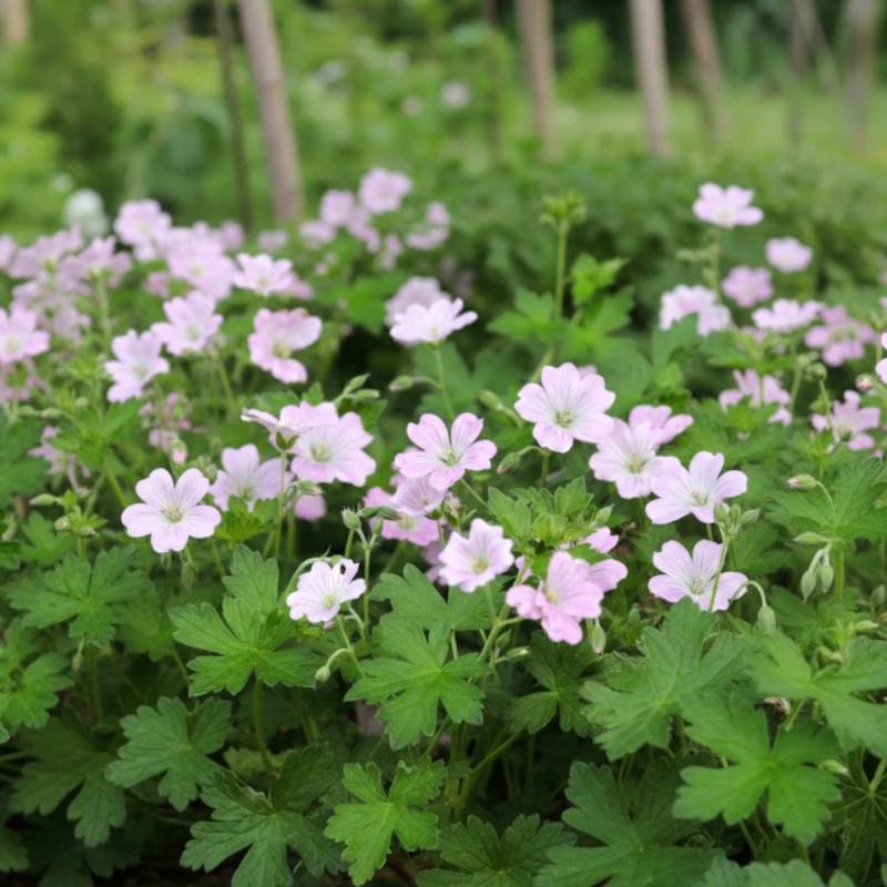 Géranium vivace Dreamland® à fleurs Rose - feuillage Persistant - Godet - 5/20 cm-  hauteur à maturité De 0,15 m à 0,50 m - Image 7