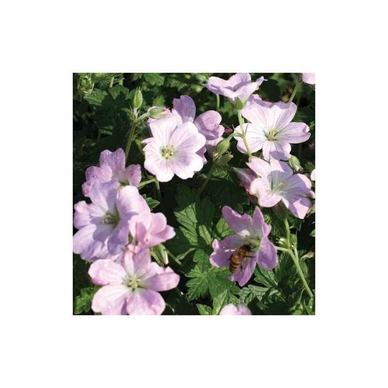 Géranium vivace Dreamland® à fleurs Rose - feuillage Persistant - Godet - 5/20 cm-  hauteur à maturité De 0,15 m à 0,50 m - Image 6