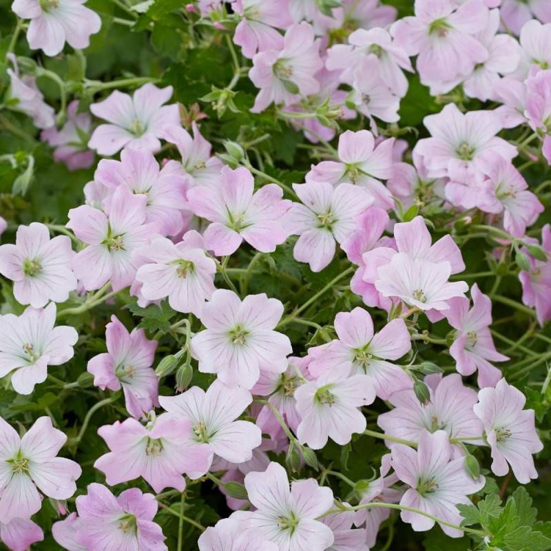 Géranium vivace Dreamland® à fleurs Rose - feuillage Persistant - Godet - 5/20 cm-  hauteur à maturité De 0,15 m à 0,50 m - Image 3