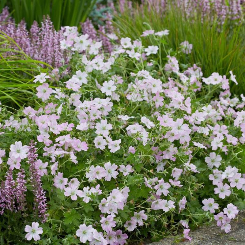 Géranium vivace Dreamland® à fleurs Rose - feuillage Persistant - Godet - 5/20 cm-  hauteur à maturité De 0,15 m à 0,50 m - Image 2