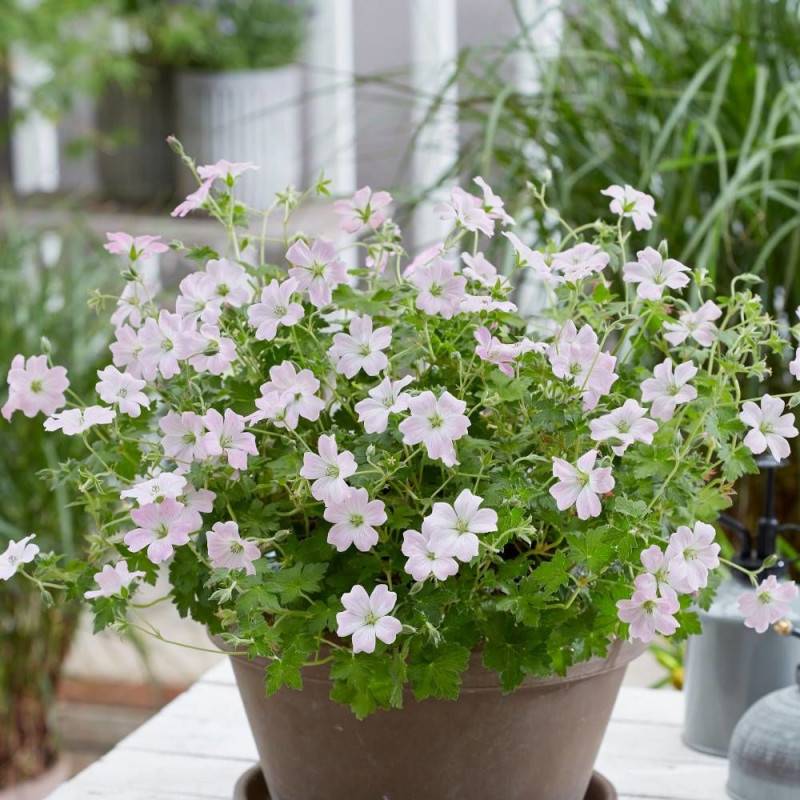 Géranium vivace Dreamland® à fleurs Rose - feuillage Persistant - Godet - 5/20 cm-  hauteur à maturité De 0,15 m à 0,50 m - Image 1