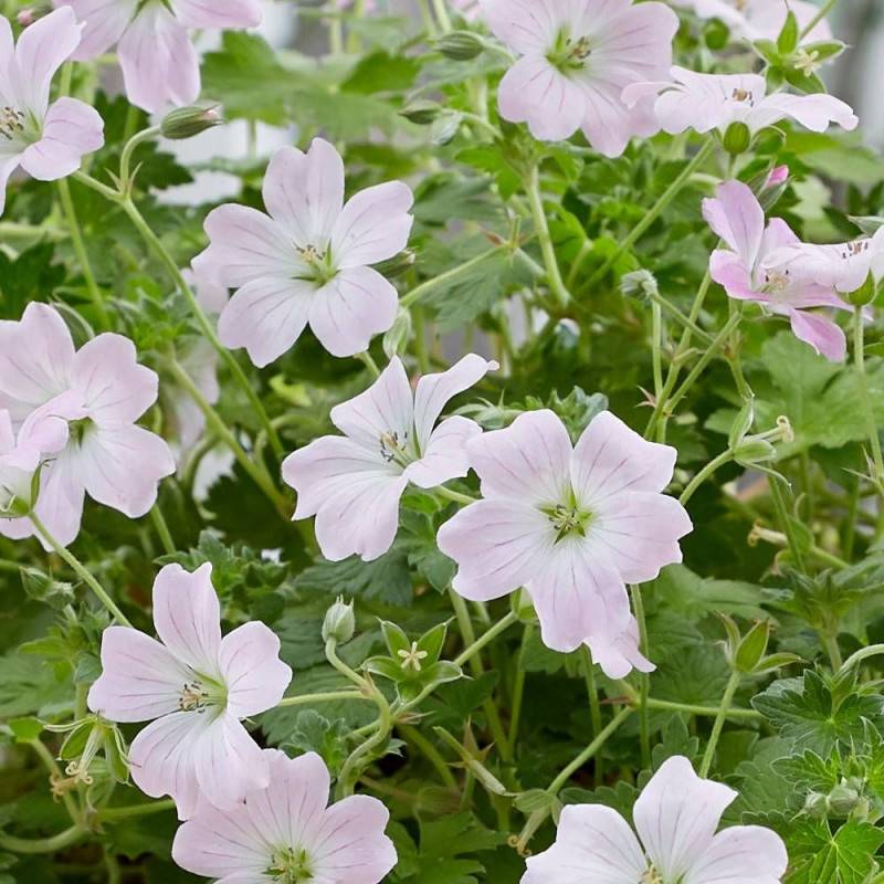 Géranium vivace Dreamland® à fleurs Rose - feuillage Persistant - Godet - 5/20 cm-  hauteur à maturité De 0,15 m à 0,50 m - Image 5