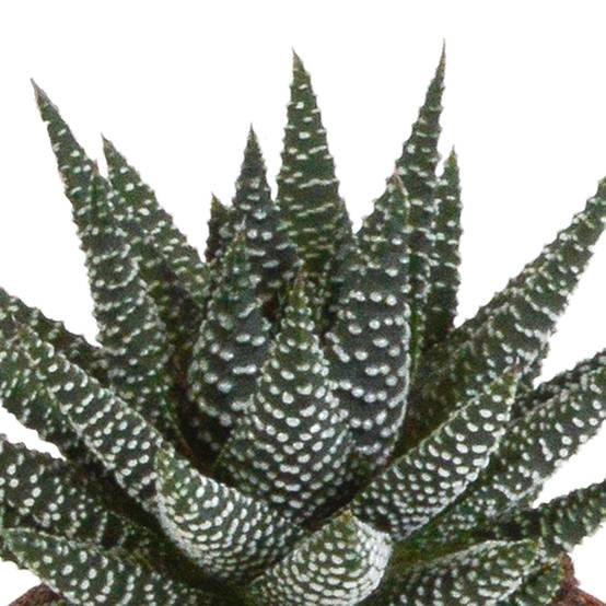 Mix de 3 Gasteria et Haworthia h18cm- La Green Touch - Image 4