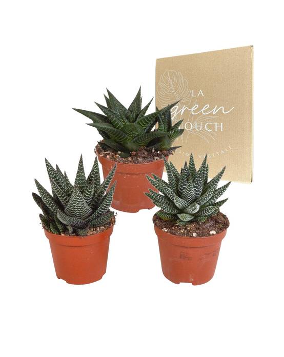 Mix de 3 Gasteria et Haworthia h18cm- La Green Touch - Image 1