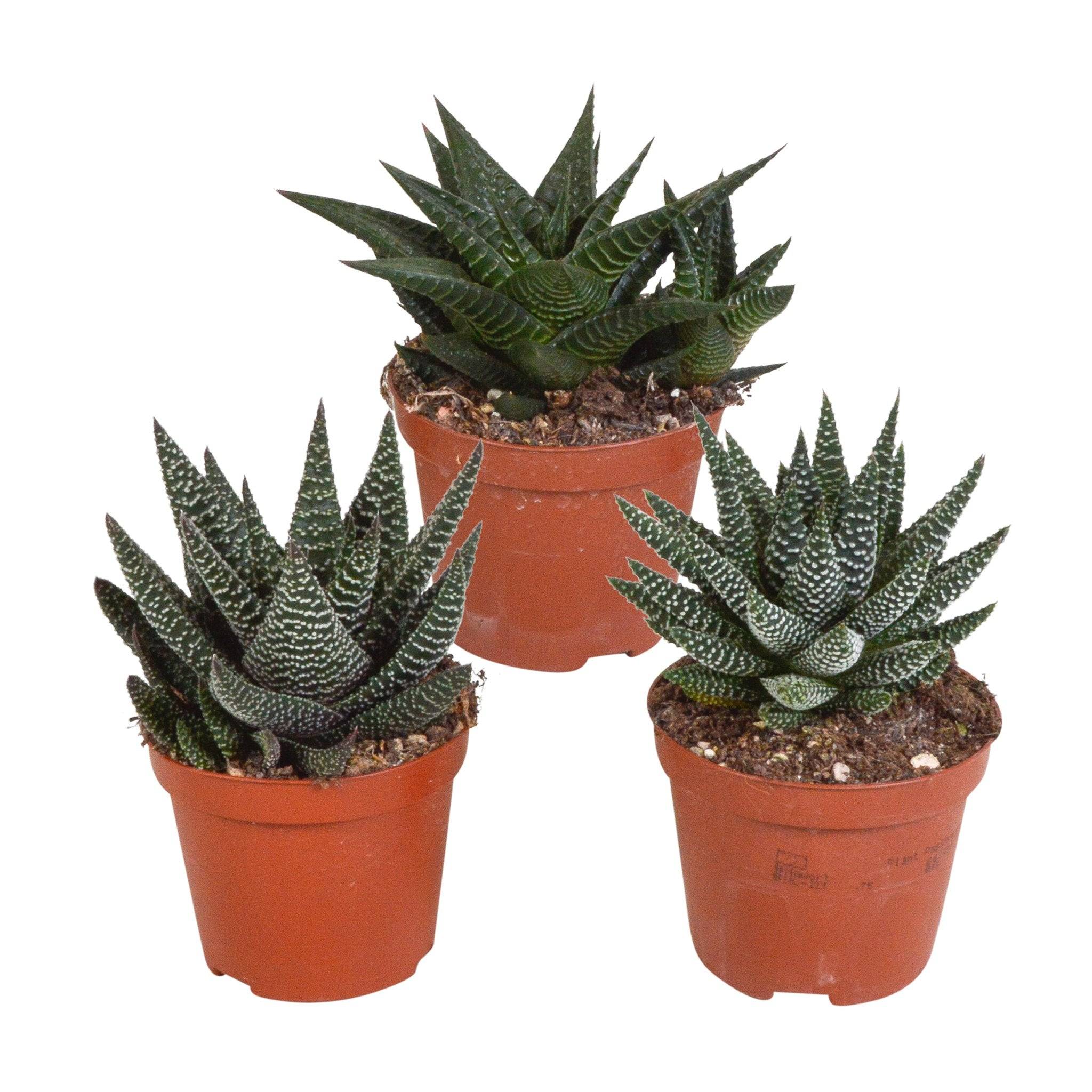 Mix de 3 Gasteria et Haworthia h18cm- La Green Touch - Image 2