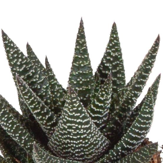 Mix de 3 Gasteria et Haworthia h18cm- La Green Touch - Image 3